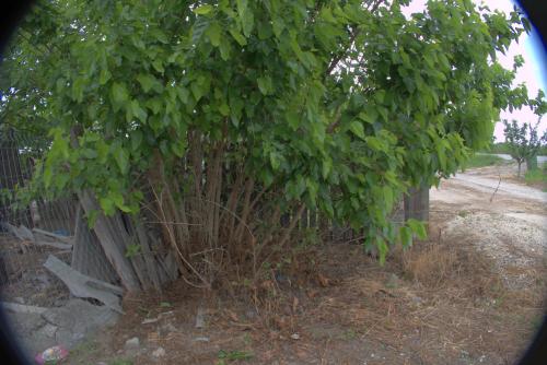 Crucea lui Aron | Cruce latină | Istrița de Jos