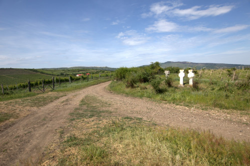 Cruce latină | Proșca
