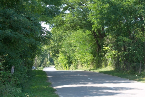 Cruce latină | Tisa