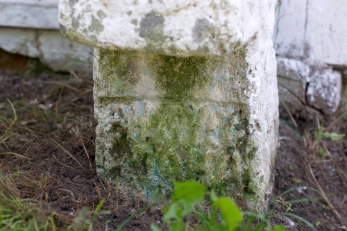 Cruce latină | Tisa